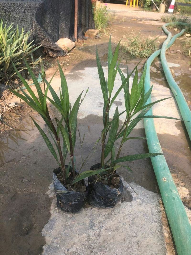 紫花翠芦莉(花为鹤紫色)基地长期生产，货源充足