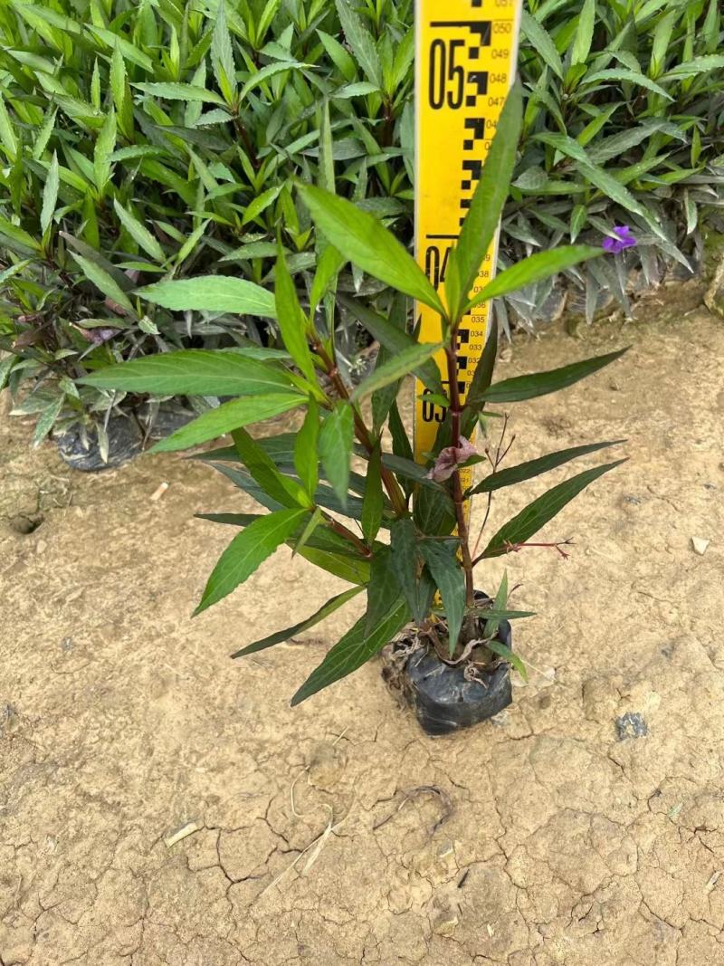 紫花翠芦莉(花为鹤紫色)基地长期生产，货源充足