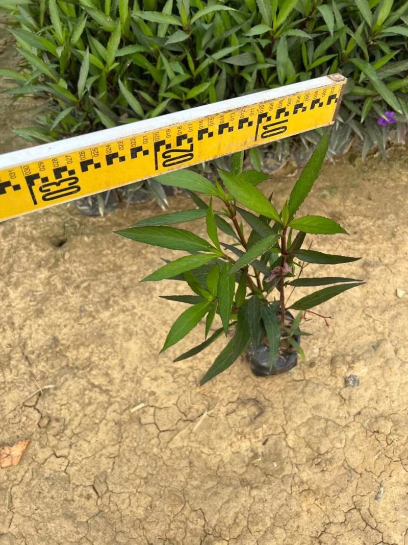 紫花翠芦莉(花为鹤紫色)基地长期生产，货源充足