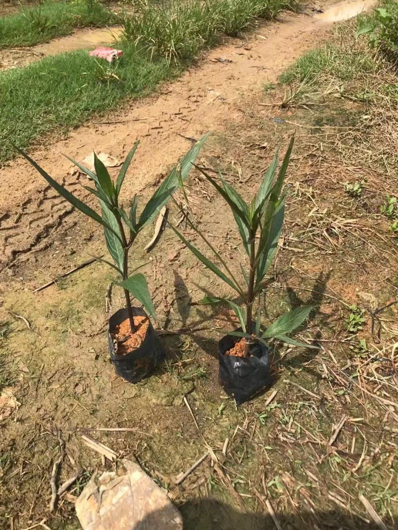紫花翠芦莉(花为鹤紫色)基地长期生产，货源充足