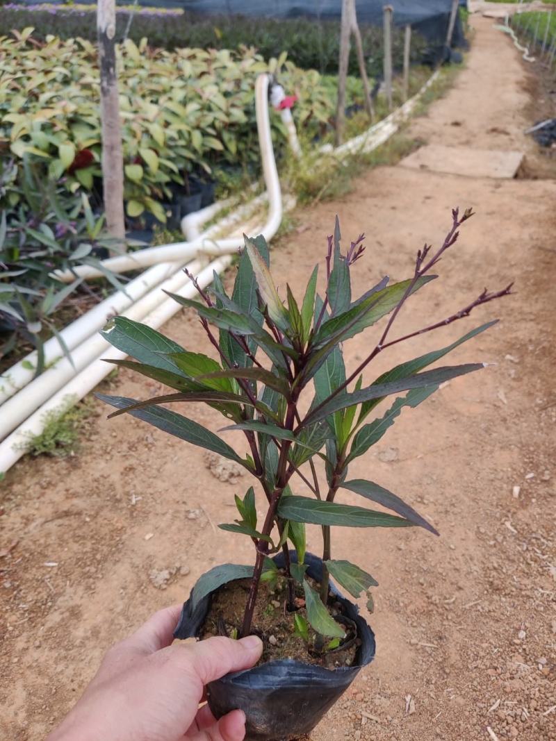 紫花翠芦莉(花为鹤紫色)基地长期生产，货源充足