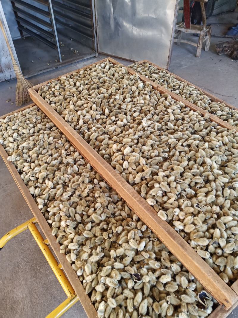 野菊花小颗粒2021年产新货大小颗粒都有货