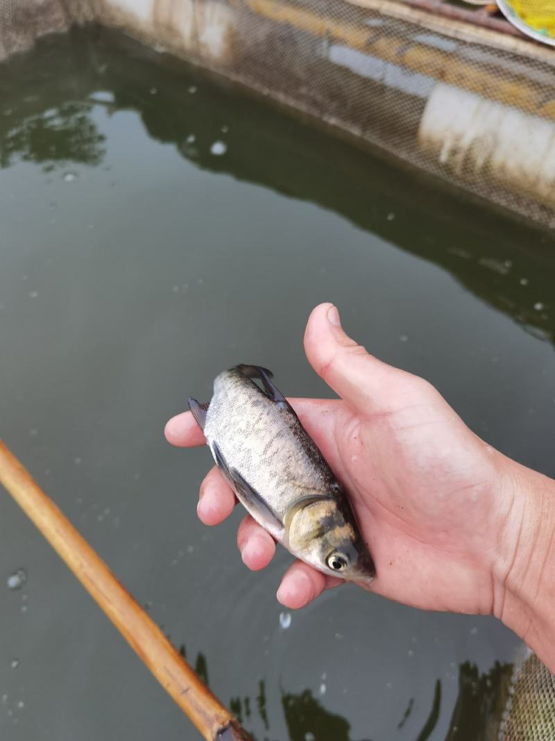 优质大头鱼苗鲢鳙鱼苗花鲢鱼规格齐全抗病毒能力强