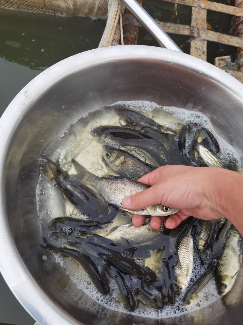 优质大头鱼苗鲢鳙鱼苗花鲢鱼规格齐全抗病毒能力强