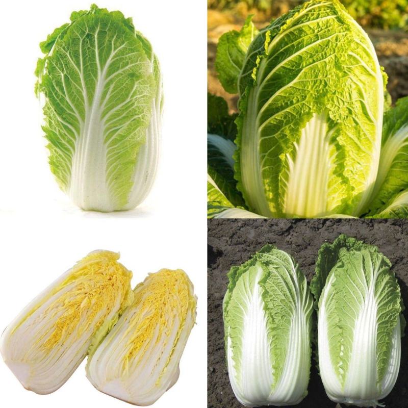 白菜，产地直发，量大从优，价格随行就市，货源充足