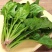 【菠菜】精品大叶菠菜大量上市现挖现发欢迎采购