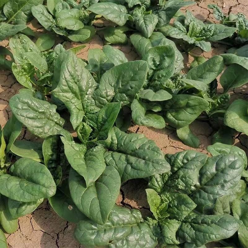 【菠菜】精品大叶菠菜大量上市现挖现发欢迎采购