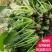 【菠菜】精品大叶菠菜大量上市现挖现发欢迎采购