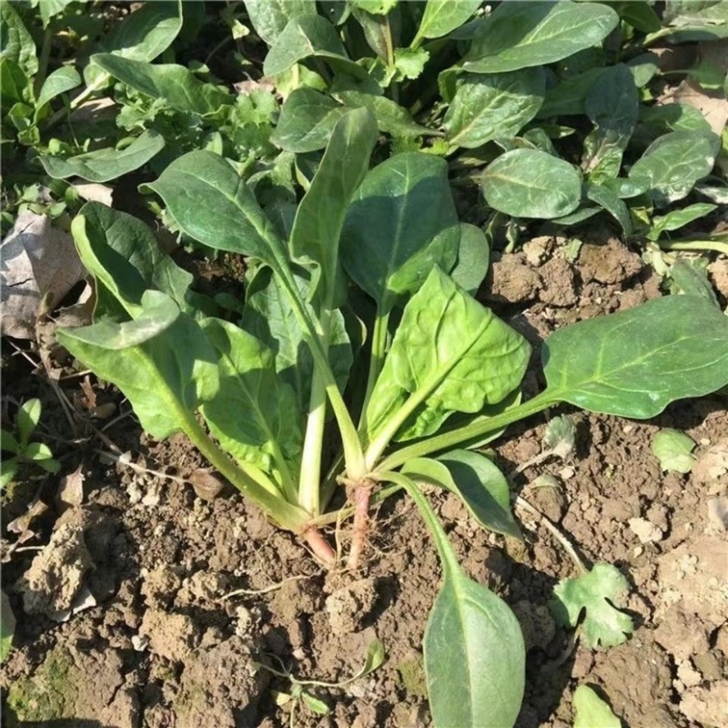 【菠菜】精品大叶菠菜大量上市现挖现发欢迎采购