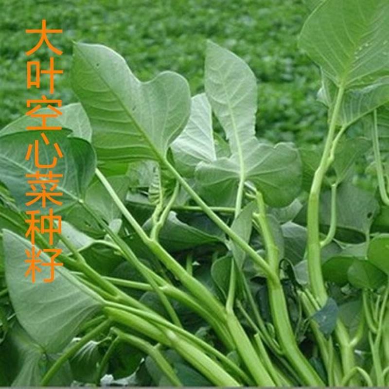 大叶空心菜种子蕹菜蔬菜籽阳台种菜春秋四季易种蔬菜种子