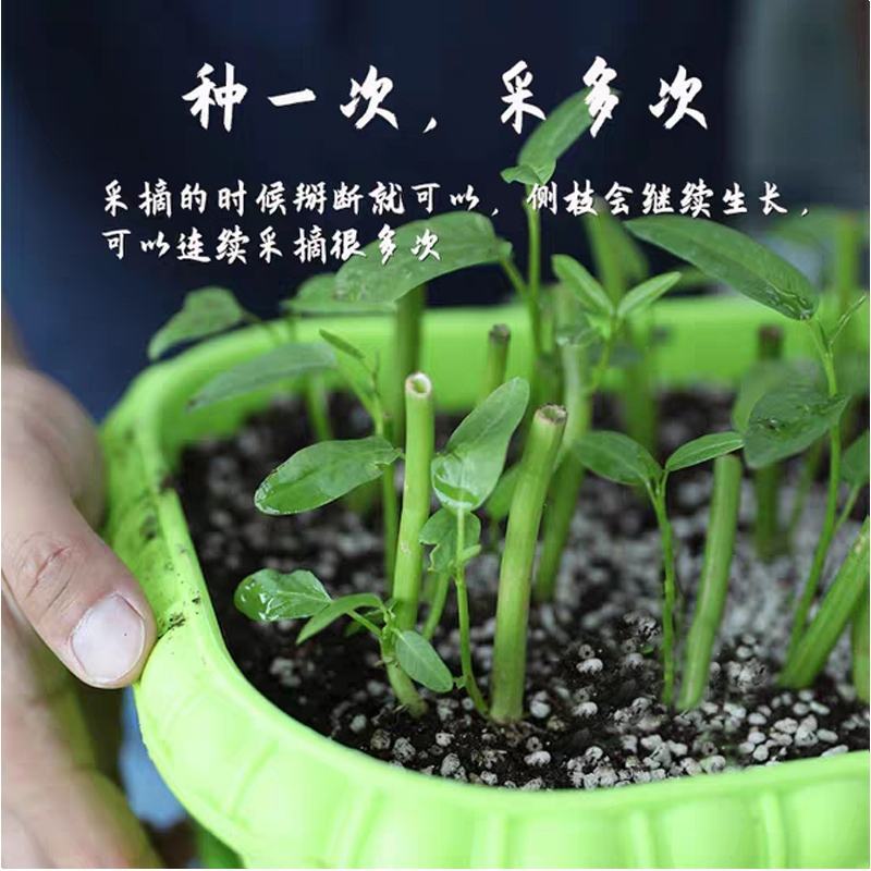 大叶空心菜种子蕹菜蔬菜籽阳台种菜春秋四季易种蔬菜种子