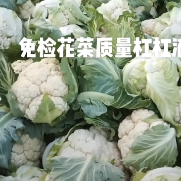花菜大量上市，支持工厂市场电商，欢迎老板过来看货