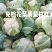 花菜大量上市，支持工厂市场电商，欢迎老板过来看货