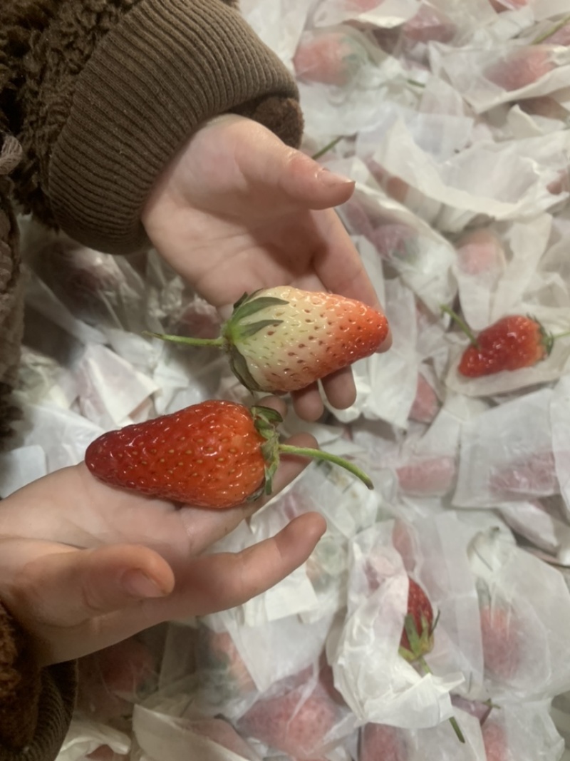 套带免洗小果草莓🍓