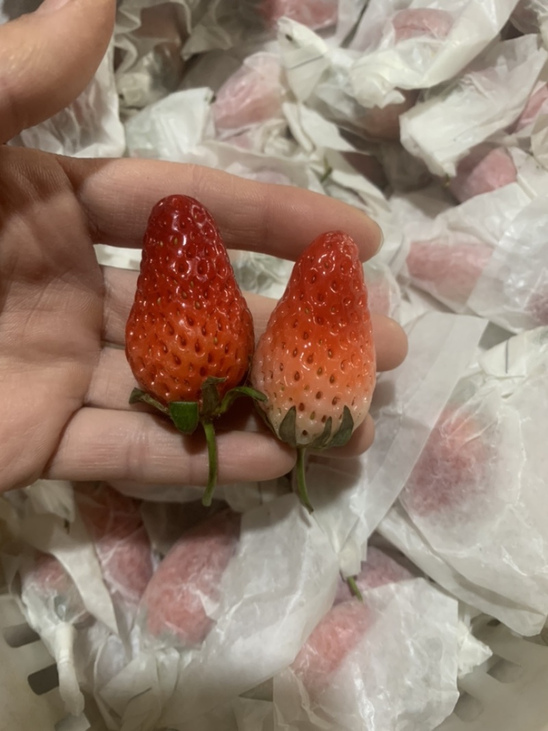 套带免洗小果草莓🍓