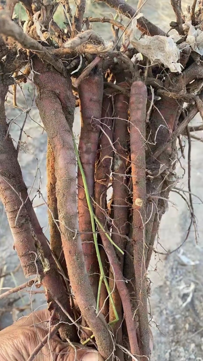 特此推荐瓜州精品甘草。各种规格齐全欢迎咨询选购。