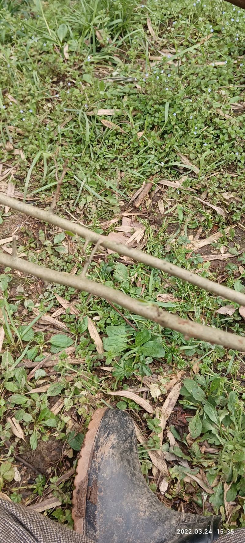 老鸦柿老鸦柿树苗老鸦柿下山桩，母桩，正宗原生桩