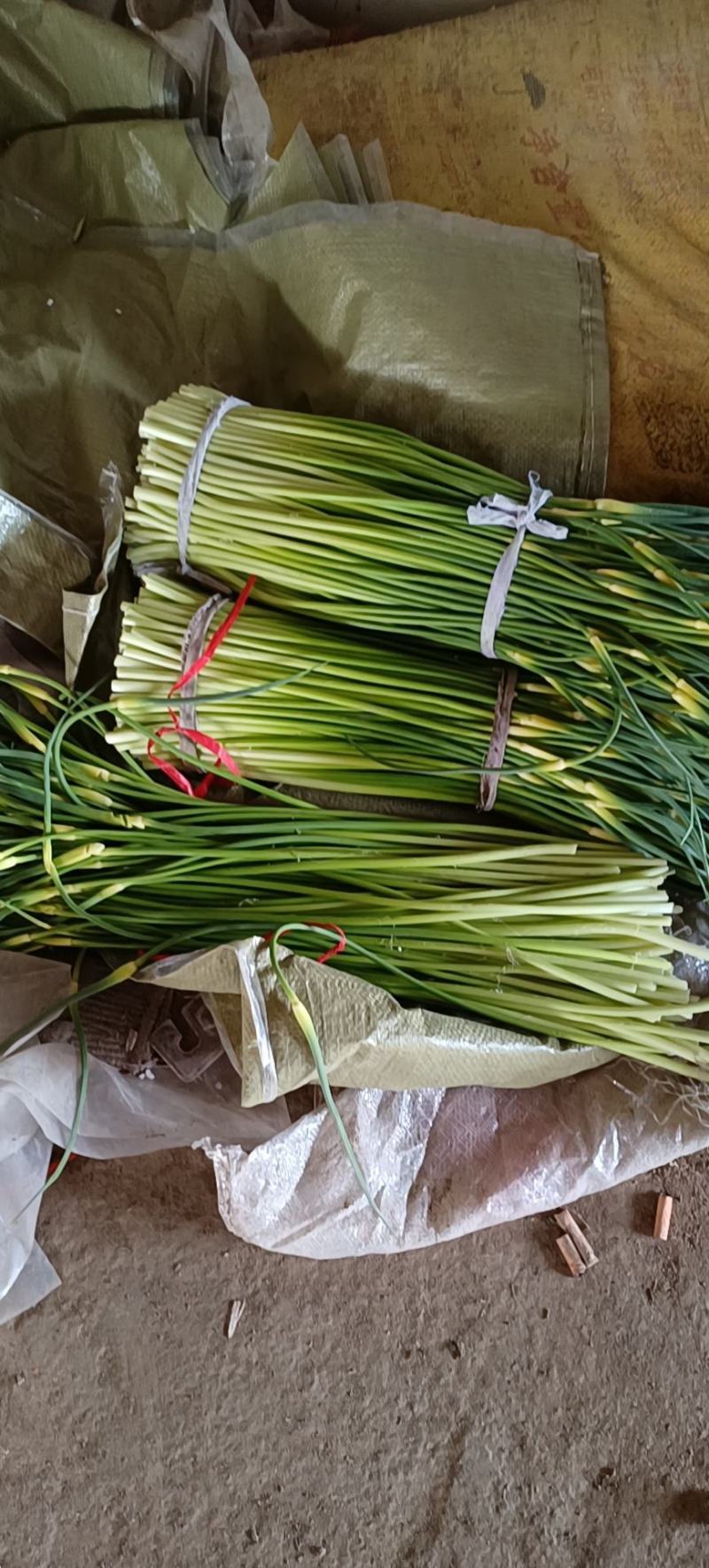 蒜苔已经上市了都是头发蒜苔特别嫩脆。需要的联系