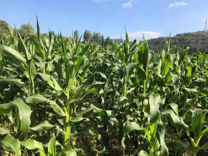 饶平甜玉米水果玉米泰国甜玉米太阳花玉米基地种植
