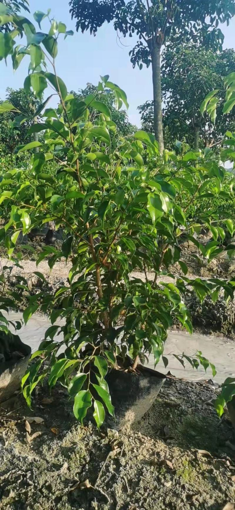 垂叶榕福建漳州垂叶榕农户直销价大量供应大小规格袋苗