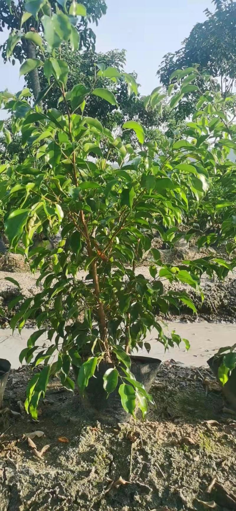 垂叶榕福建漳州垂叶榕农户直销价大量供应大小规格袋苗