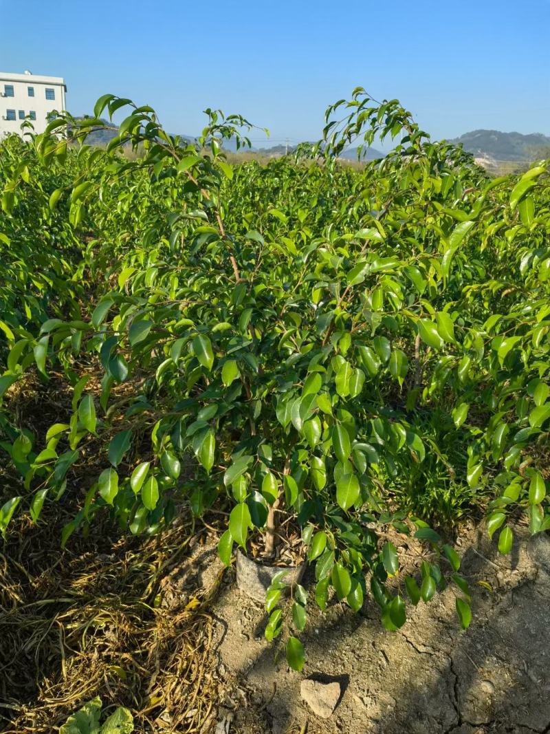 垂叶榕福建漳州垂叶榕农户直销价大量供应大小规格袋苗