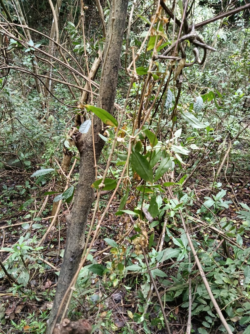 伸筋藤