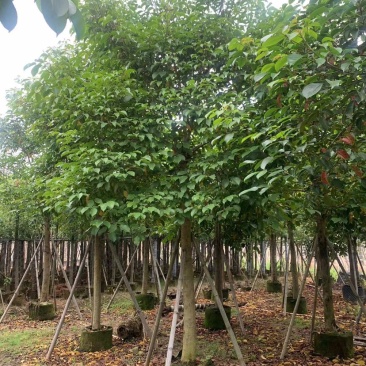 秋枫15公分起袋苗