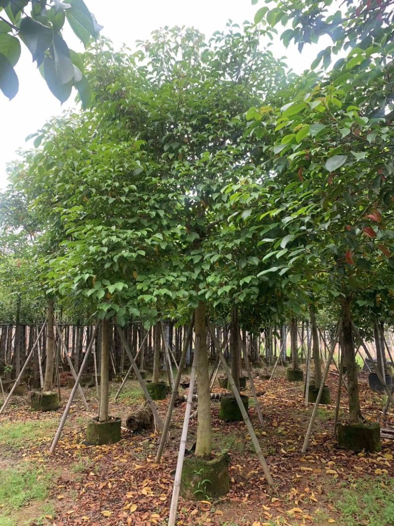 秋枫15公分起袋苗
