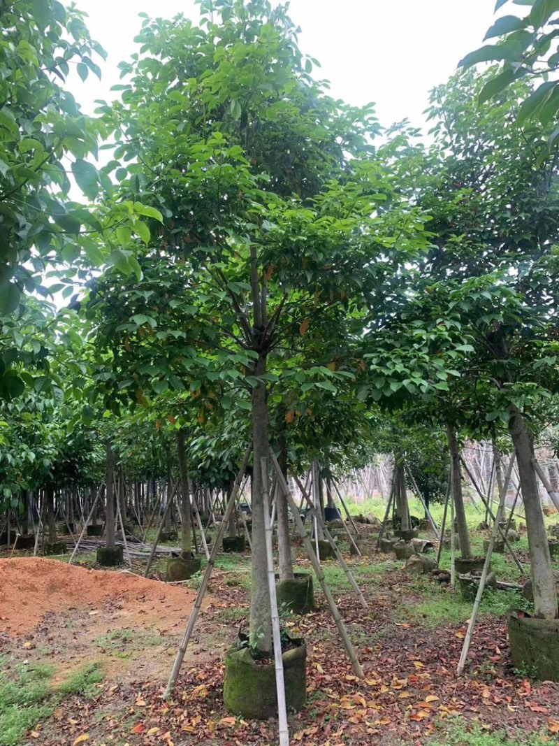 秋枫15公分起袋苗