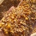 碎玉米常年出售碎玉米，碎小麦，鸡鸭鹅猪牛羊专用饲料，