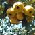 黄金果甜山楂苗，一手货源，价格实惠，欢迎进店选购
