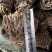 卷柏野生整株圆个产新货回魂草、死而复生草