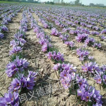 安徽藏红花种球批发、中药材种植,景点合作社致富包回收免费技术