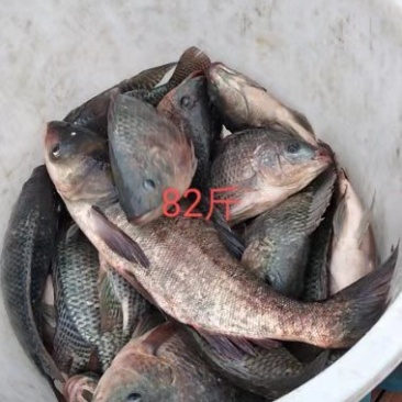 罗非，鲤鱼