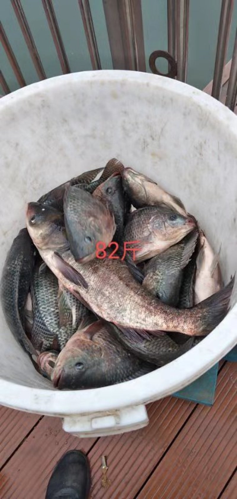 罗非，鲤鱼