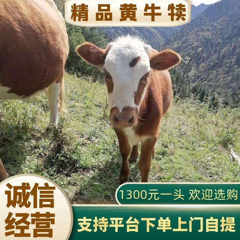 【精品】改良黄牛犊年长千斤，品质优良，常年批发，欢迎选购