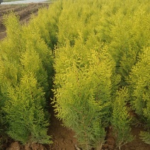 洒金柏营养杯洒金柏苗高55厘米以上