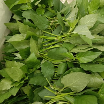 血通菜，贵妃菜，绿线叶