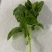 【高农果蔬】罗勒叶新鲜泰国食用香料产地直销中西餐香料