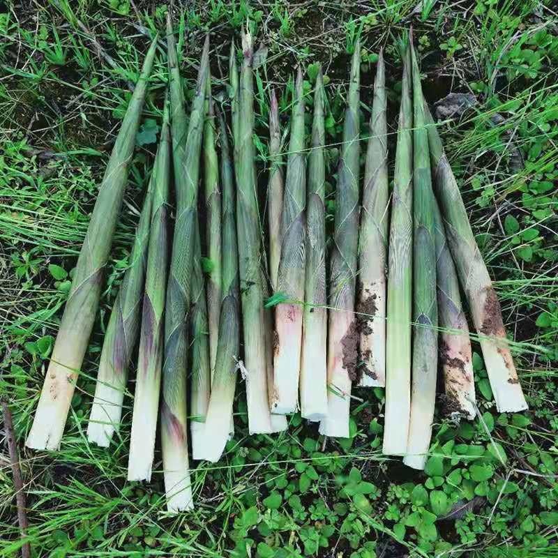 大山深处野生竹笋口感脆嫩现挖现发欢迎采购