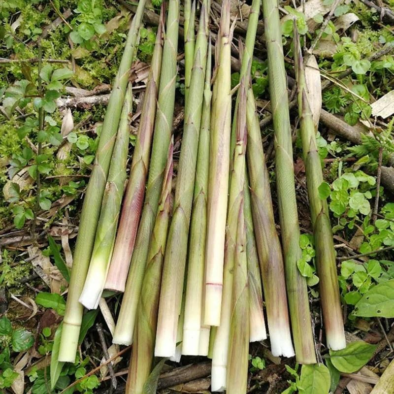 大山深处野生竹笋口感脆嫩现挖现发欢迎采购