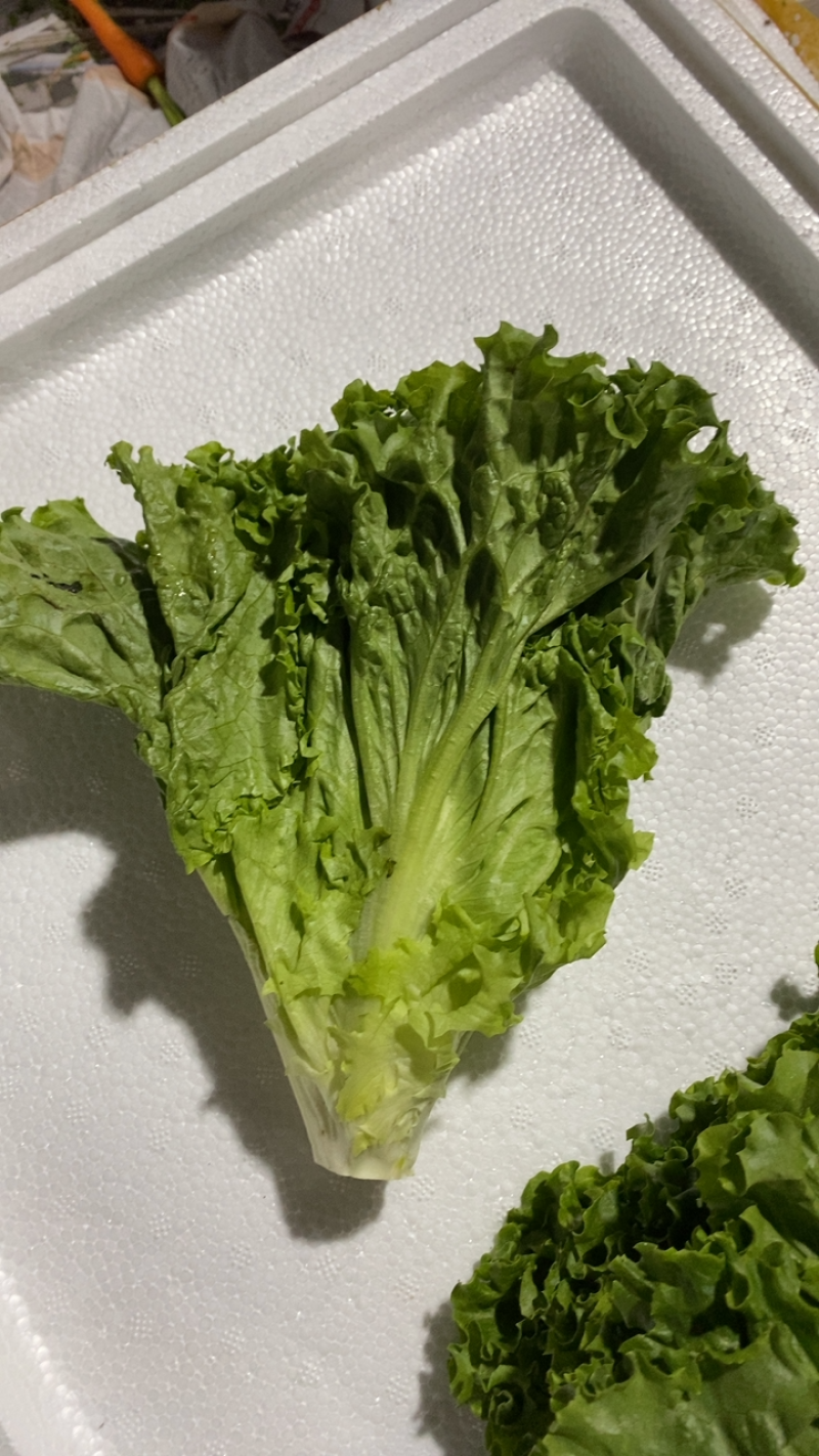 【高农果蔬】绿毛生菜新鲜绿珊瑚轻食沙拉菜罗莎绿珊瑚