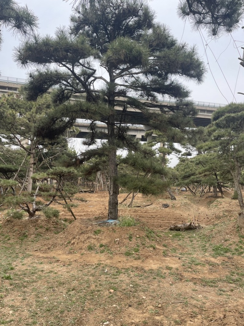 精品造型油松，造型黑松，造型赤松泰山迎客松景观松