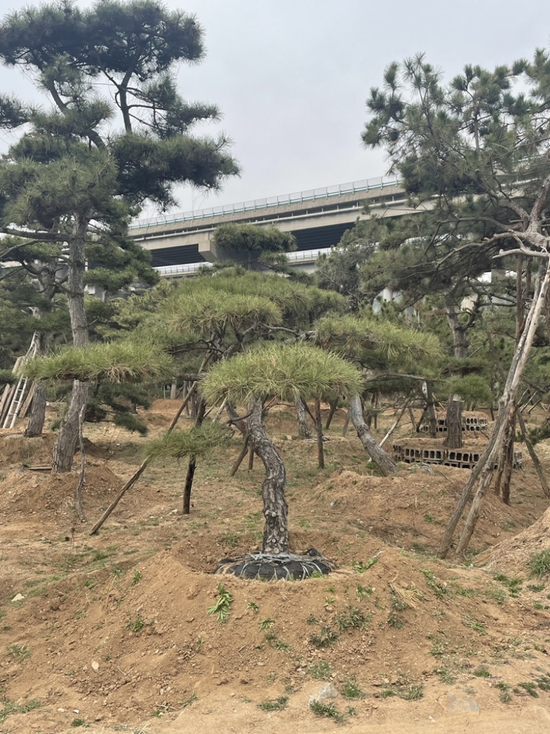 精品造型油松，造型黑松，造型赤松泰山迎客松景观松