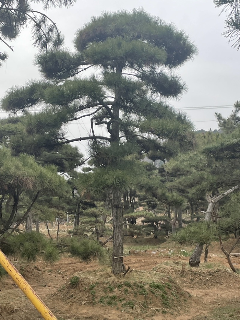 精品造型油松，造型黑松，造型赤松泰山迎客松景观松