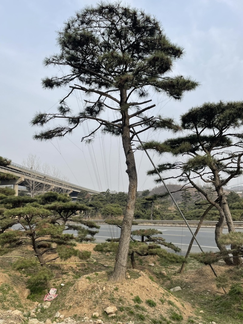 精品造型油松，造型黑松，造型赤松泰山迎客松景观松