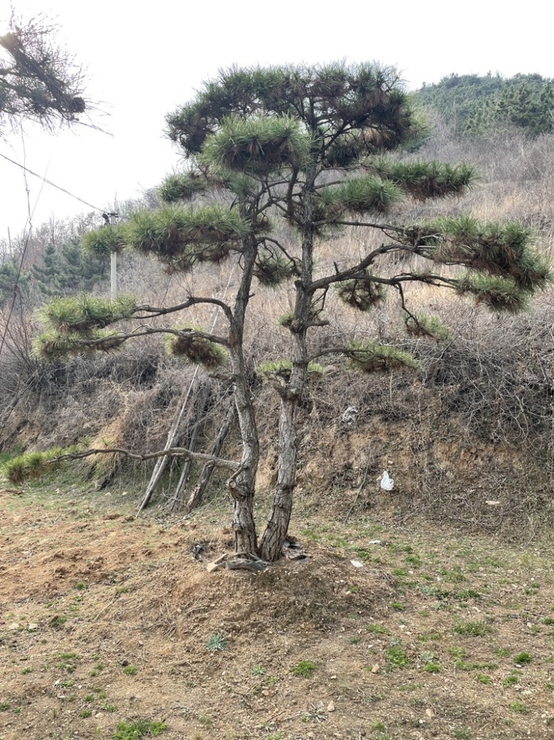 精品造型油松，造型黑松，造型赤松泰山迎客松景观松