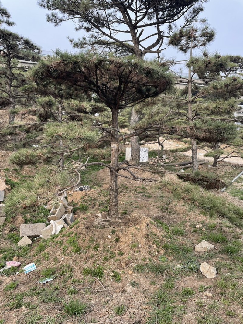 精品造型油松，造型黑松，造型赤松泰山迎客松景观松