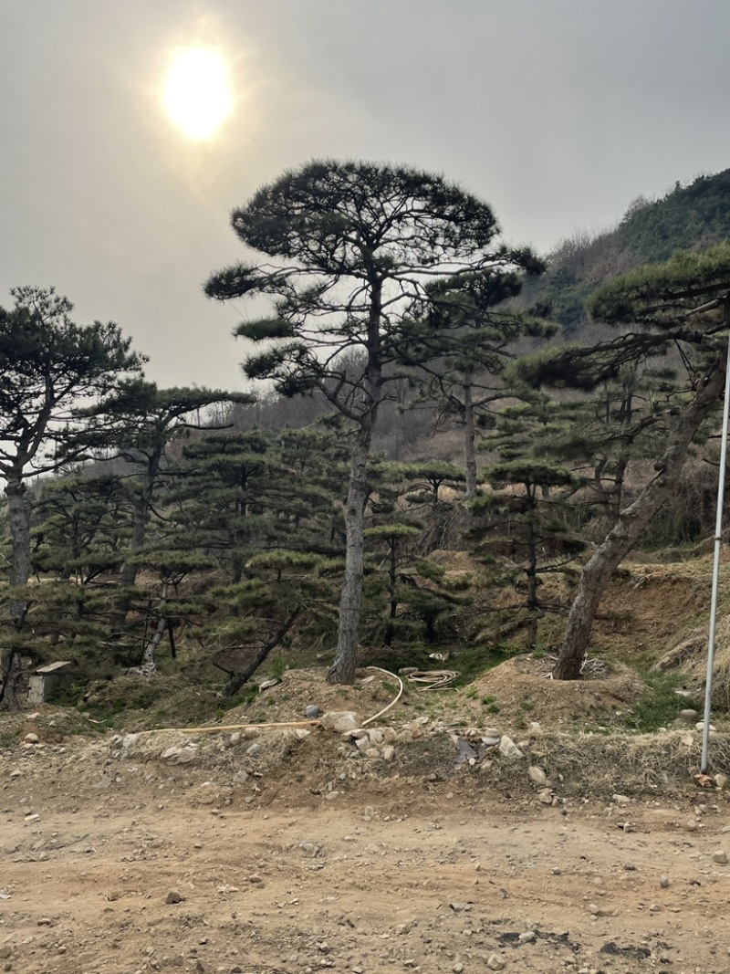 精品造型油松，造型黑松，造型赤松泰山迎客松景观松